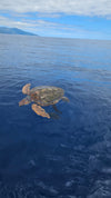 Snorkeller swimming beside a bait ball of fish in the open Atlantic